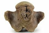 Large Fossil Mosasaur (Tylosaurus) Cervical Vertebra - Texas #351222-4